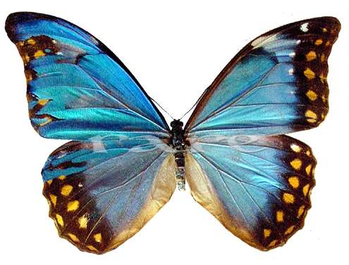 Morpho gynandromorph2 (Internet Image property of respective owner, non-commercial use only)